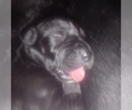 Small Photo #39 Great Dane Puppy For Sale in PIERSON, MI, USA