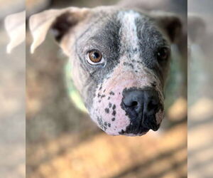 American Pit Bull Terrier Dogs for adoption in Hillsboro, NH, USA