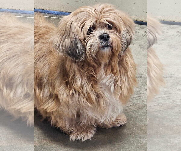 Medium Photo #6 Lhasa Apso-Unknown Mix Puppy For Sale in Farmington, MN, USA