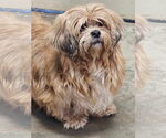 Small #5 Lhasa Apso Mix