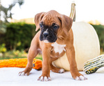 Small Photo #22 Boxer Puppy For Sale in WAKARUSA, IN, USA