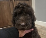 Small Photo #7 Labradoodle Puppy For Sale in WOLFFORTH, TX, USA