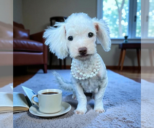 Cavapoo Puppy for sale in JEFFERSONVILLE, IN, USA