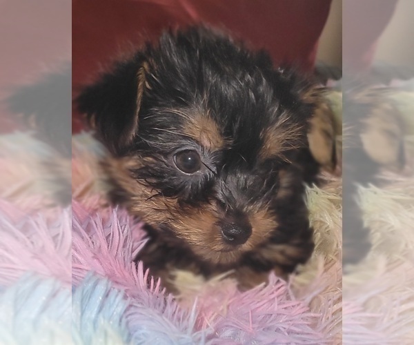 Medium Photo #193 Yorkshire Terrier Puppy For Sale in AKRON, OH, USA
