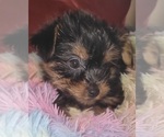 Small Photo #193 Yorkshire Terrier Puppy For Sale in AKRON, OH, USA