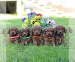 Small #1 Cavapoo (Miniature)