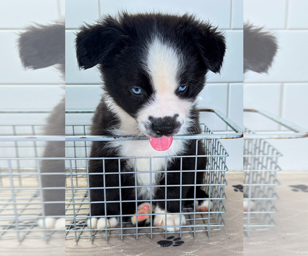 Medium Photo #2 Australian Shepherd Puppy For Sale in NEWBERRY, FL, USA