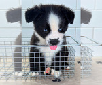 Small #1 Australian Shepherd