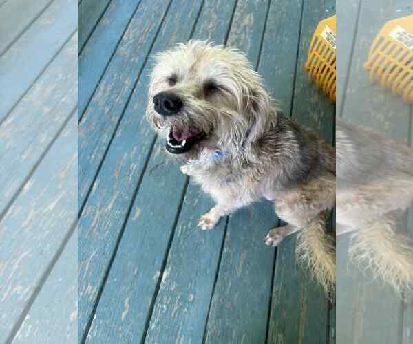 Medium Photo #3 Spaniel-Unknown Mix Puppy For Sale in Middlesex, VT, USA