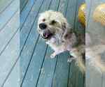 Small #2 Spaniel Mix