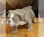 Small Photo #5 English Bulldog Puppy For Sale in WEST PLAINS, MO, USA