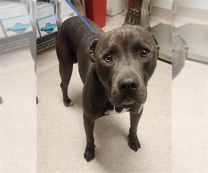 Staffordshire Bull Terrier Dogs for adoption in Bakersfield, CA, USA