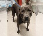 Small Staffordshire Bull Terrier