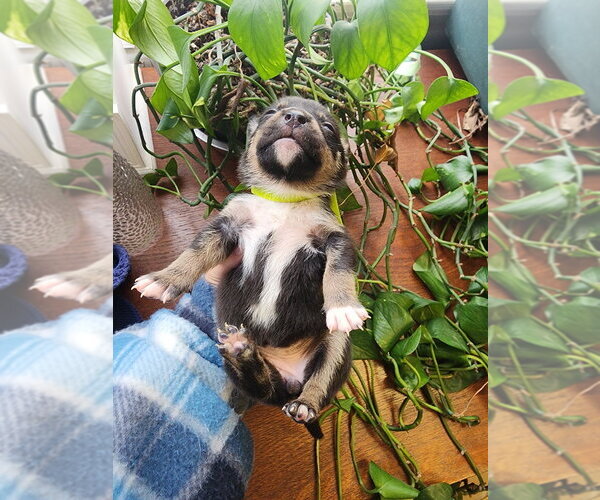 Medium Photo #3 Mutt Puppy For Sale in Evansville, IN, USA