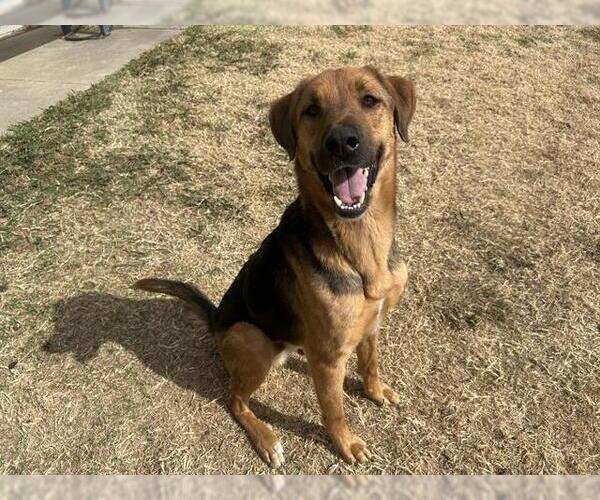 Medium Photo #2 German Shepherd Dog-Unknown Mix Puppy For Sale in Grand Prairie, TX, USA