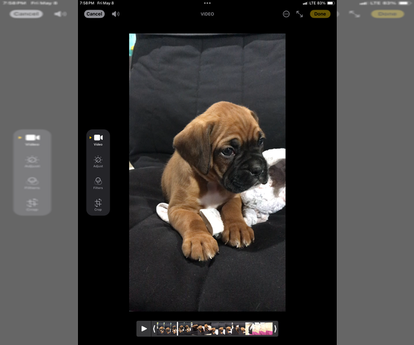 Medium Photo #3 Boxer Puppy For Sale in APPLE CREEK, OH, USA