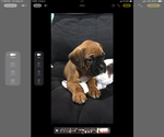 Small #2 Boxer