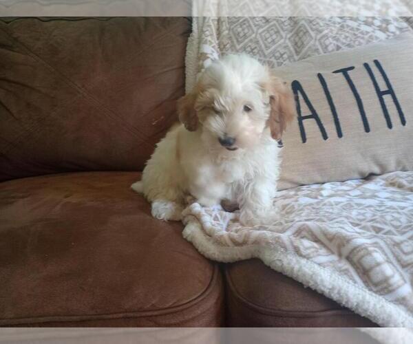 Medium Photo #1 Aussie-Poo Puppy For Sale in HOLMESVILLE, OH, USA