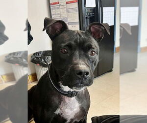 Mutt Dogs for adoption in Webster, WI, USA