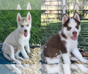 Siberian Husky Puppy for sale in HEPPNER, OR, USA