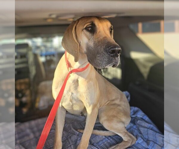 Medium Photo #2 Great Dane Puppy For Sale in Vail, AZ, USA