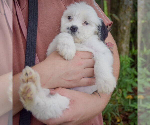 Medium Photo #4 Mutt Puppy For Sale in Huntley, IL, USA
