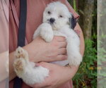 Small #3 Mutt