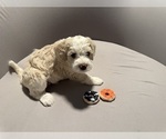 Small Photo #7 Bernedoodle (Miniature) (+ Poodle Miniature) Puppy For Sale in BREA, CA, USA