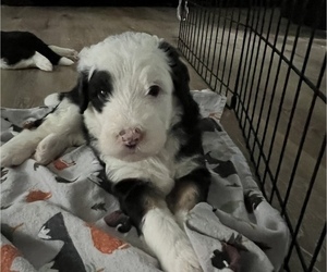 Sheepadoodle Puppy for sale in PALM HARBOR, FL, USA