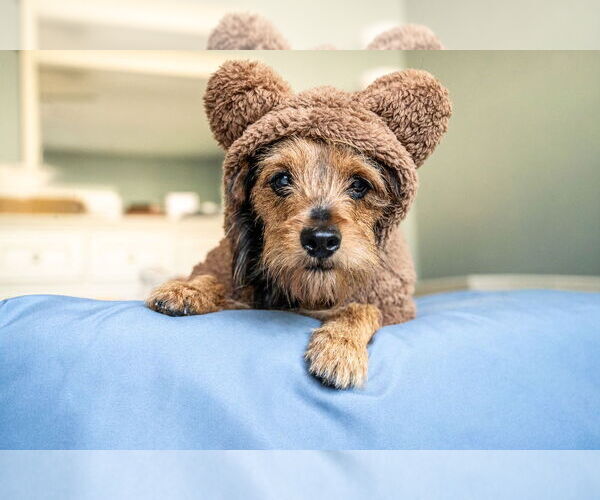 Medium Photo #14 Mutt Puppy For Sale in Mundelein, IL, USA