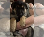 Small #6 German Shepherd Dog
