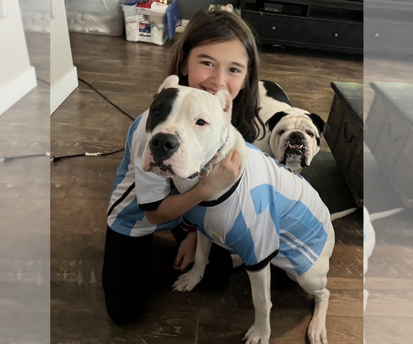 Medium Photo #5 Dogo Argentino Puppy For Sale in EAGLE MOUNTAIN, UT, USA