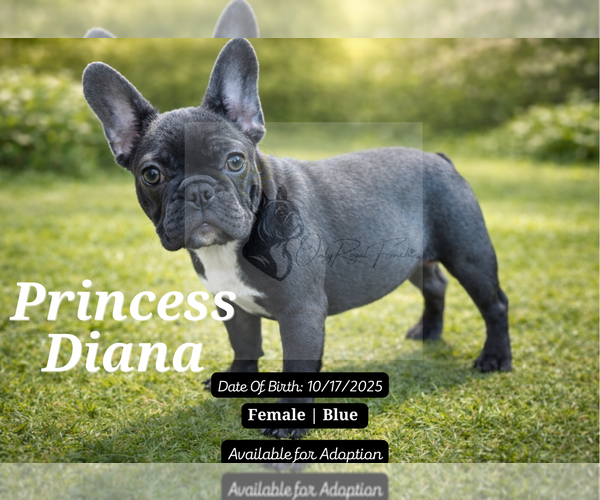 Medium Photo #3 French Bulldog Puppy For Sale in FAYETTEVILLE, GA, USA