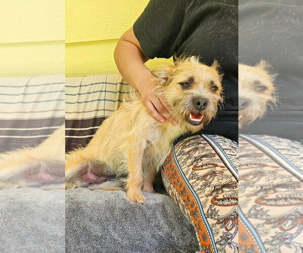 Medium Photo #9 Cairn Terrier-Unknown Mix Puppy For Sale in Arlington, WA, USA