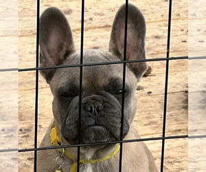 Medium French Bulldog