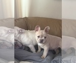 Small #1 French Bulldog