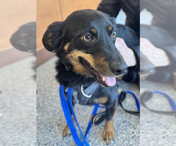 Medium Photo #3 Toy Rat Doxie Puppy For Sale in Greenbelt, MD, USA