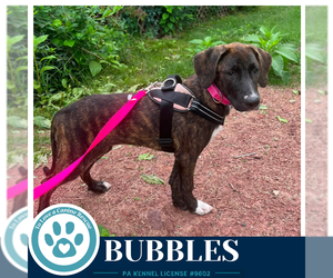 Boxador Dogs for adoption in Kimberton, PA, USA