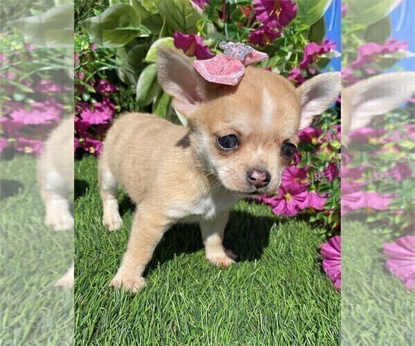 Medium Photo #1 Chihuahua Puppy For Sale in LONG BEACH, CA, USA