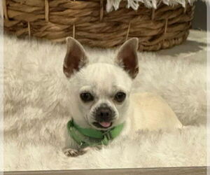 Dominic - Male Rat-Cha Dog for Adoption - Photo #5