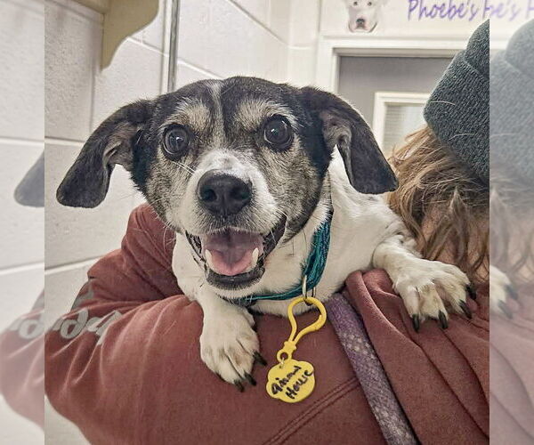 Medium Photo #4 Jack-Rat Terrier Puppy For Sale in Huntley, IL, USA