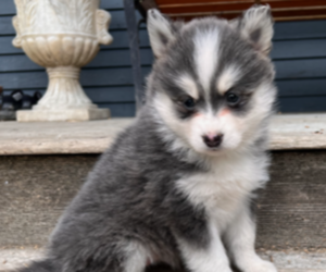 Pomsky Puppy for sale in RAVENA, NY, USA