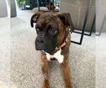 Small #4 Boxer