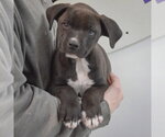 Small #2 Boxer Mix