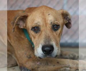 American Staffordshire Terrier Dogs for adoption in San Antonio, TX, USA