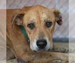 RASCAL - Male American Staffordshire Terrier Dog for Adoption - Small photo