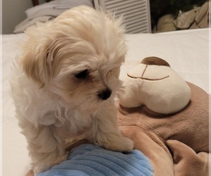 ShihPoo Puppy for sale in PLANT CITY, FL, USA