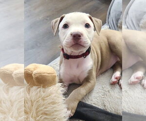 Labrador Retriever Dogs for adoption in The Woodlands, TX, USA