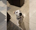 Small #1 Labrador Retriever