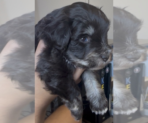 Medium Photo #1 Schnauzer (Miniature) Puppy For Sale in VAN ALSTYNE, TX, USA